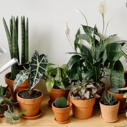 Planting 101: How To Start Your Plant Parenting Journey