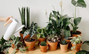 Planting 101: How To Start Your Plant Parenting Journey