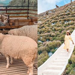 Highland Hopping: Things To Do In Frasers Hill, Genting, and Cameron Highlands