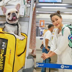Furbabies On Board: Fly Your Pets In-Cabin With These Airlines