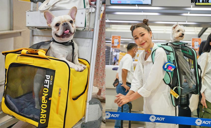 Furbabies On Board: Fly Your Pets In-Cabin With These Airlines