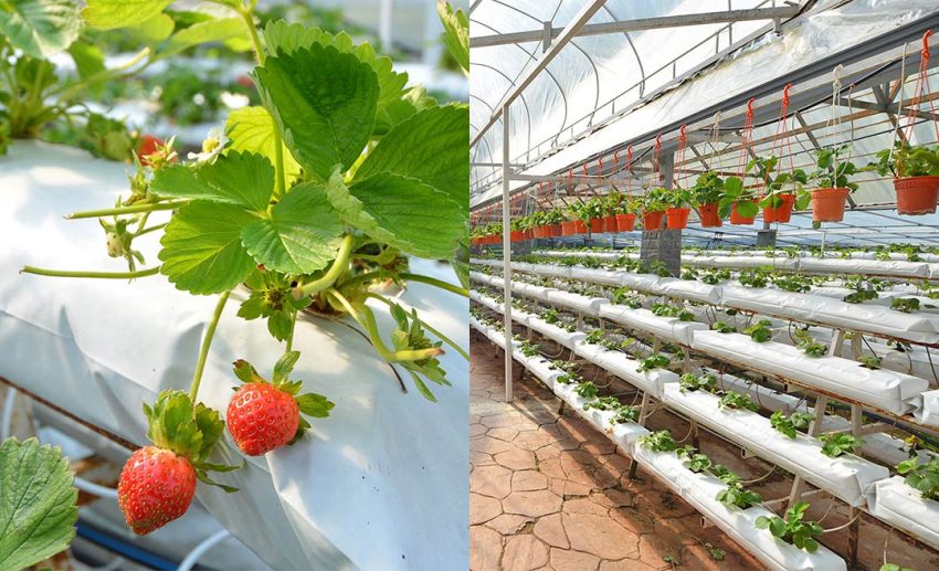 Strawberry Garden