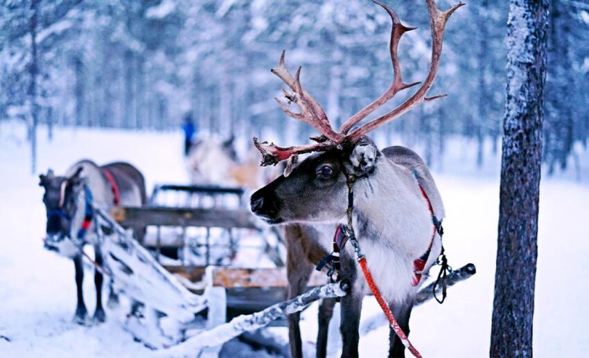 1. Lapland: Reindeer Sleigh Ride to Santa Claus Village