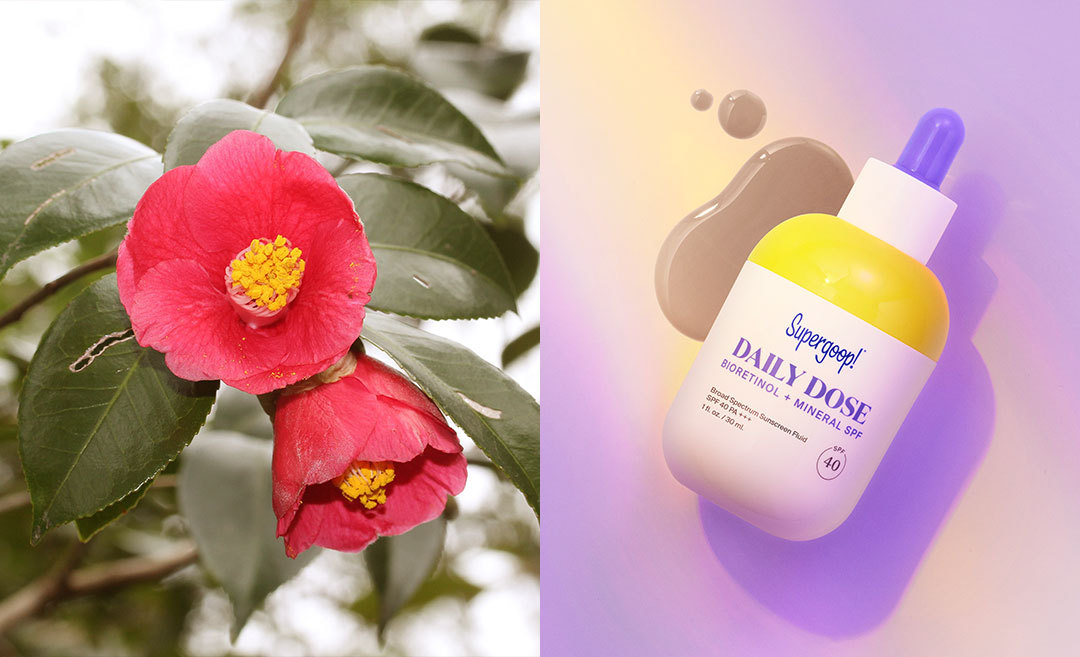 5 Good-For-You Beauty Ingredients & Where In The World They’re From