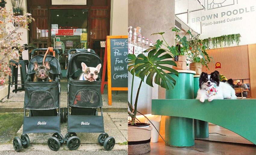7 Cafes In Penang Where You Can Dine With Your Furbabies