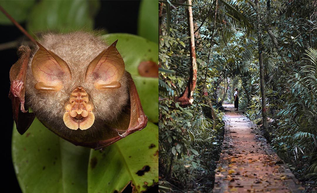 Up Close & Personal: 7 Destinations That Get You Close To Malaysian Wildlife