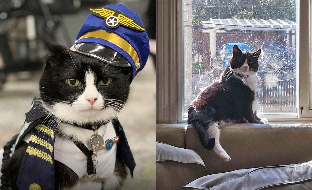Paw-sitively Calm: Meet Duke Ellington Morris, San Francisco Airport's Newest Therapy Cat