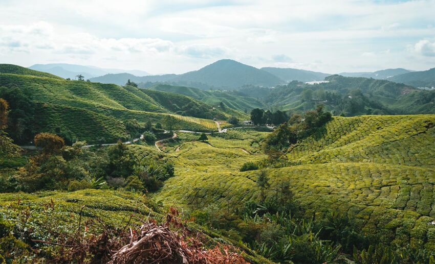 7. July: Cameron Highlands, Pahang