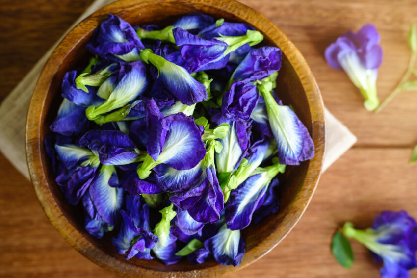 1. Butterfly pea