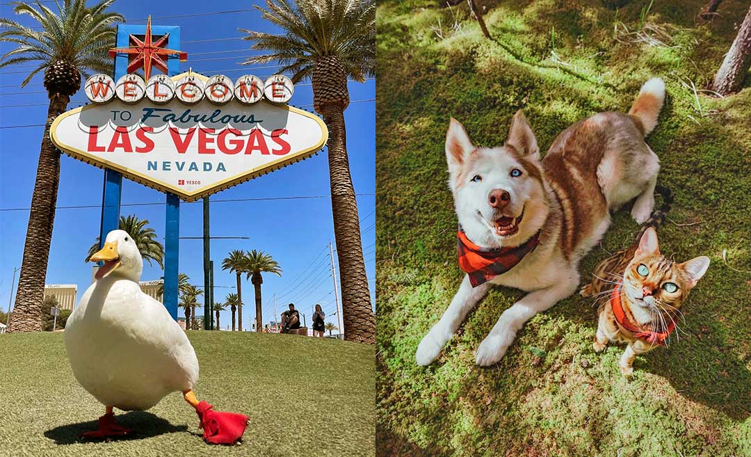 Visual Guide: 10 Travelling Pets Living Their Furry Best Lives On Instagram