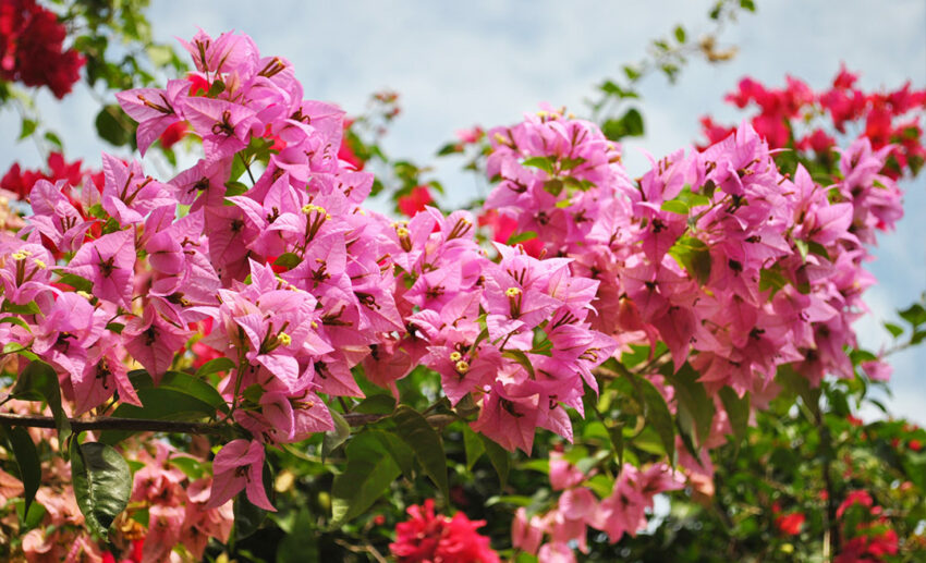 7. Bougainvillea