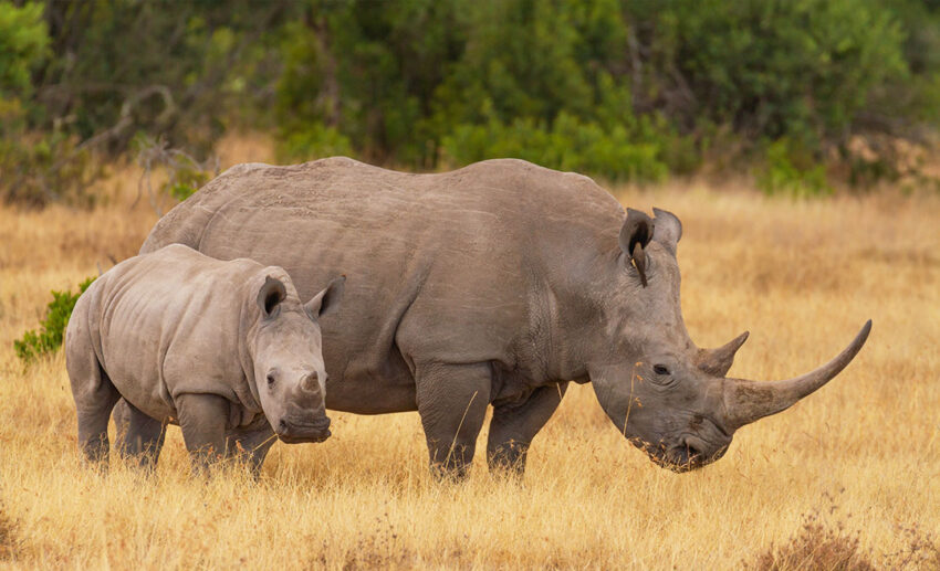 Ol Pejeta Conservancy, Kenya