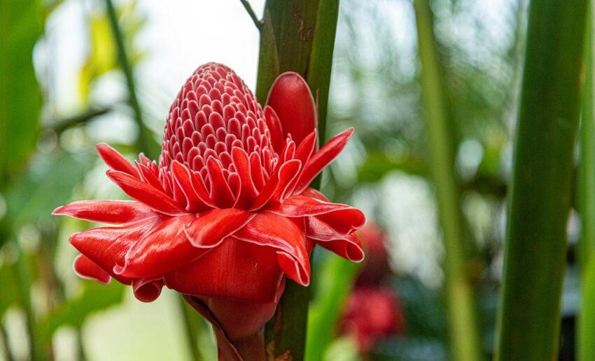 8. Torch ginger