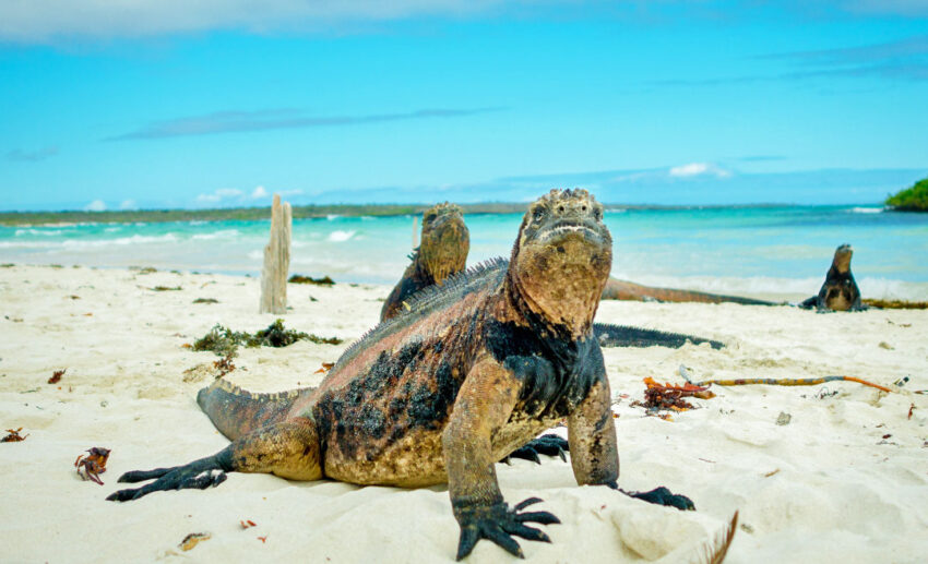 Galápagos Islands, Ecuador