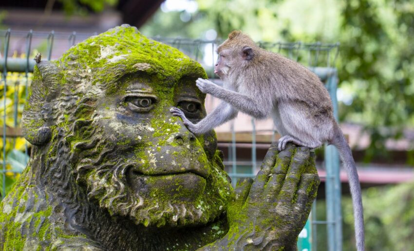 Monkey Forest, Ubud