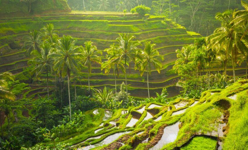 Tegalalang Rice Terrace