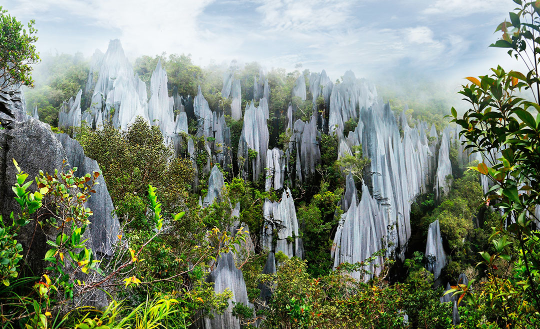 Bountiful Biodiversity: 4 Reasons To Visit Gunung Mulu National Park, Sarawak