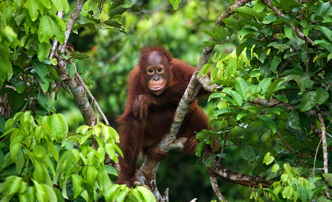 Observing Orangutans: 5 Reasons To Visit Tanjung Puting National Park, Indonesia
