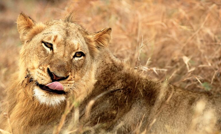 In The Wilds Of Zimbabwe: Game Drive & Camping At Hwange National Park