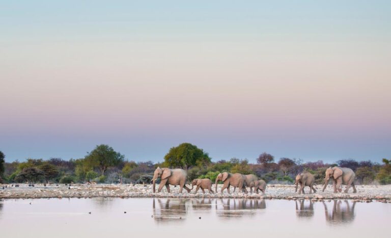 South Luangwa Safari: Experiencing Zambian Wildlife Via Kafunta River Lodge