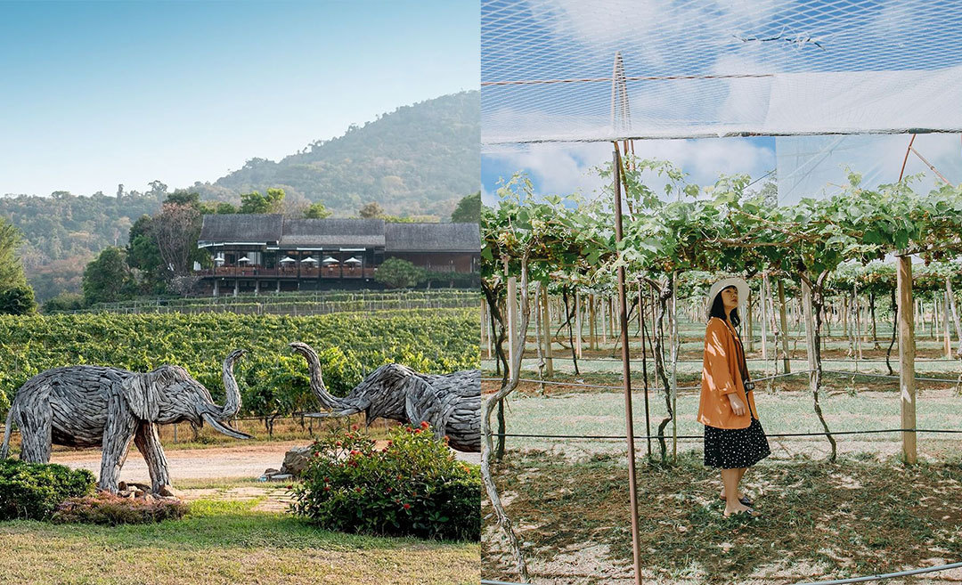 Grape Escape: 5 Charming Vineyards in Thailand To Visit