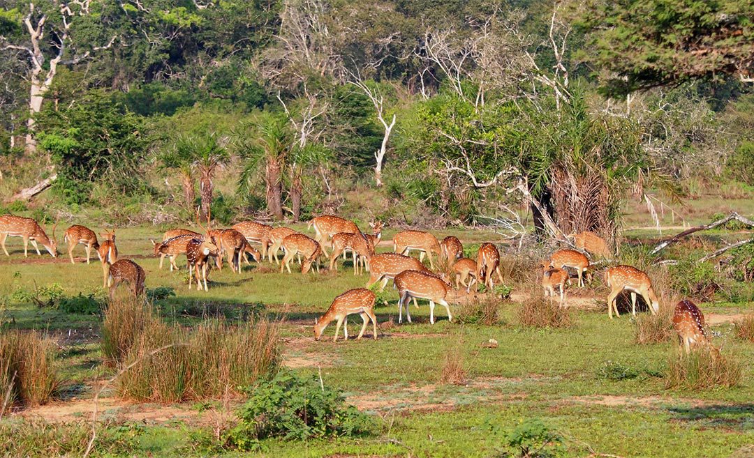 Escape The Crowds: 5 Lesser-Known National Parks In Sri Lanka