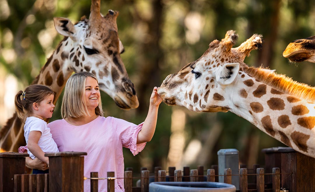 Bonding With Wildlife: 6 Animal Parks In Sydney & Beyond For Family Fun
