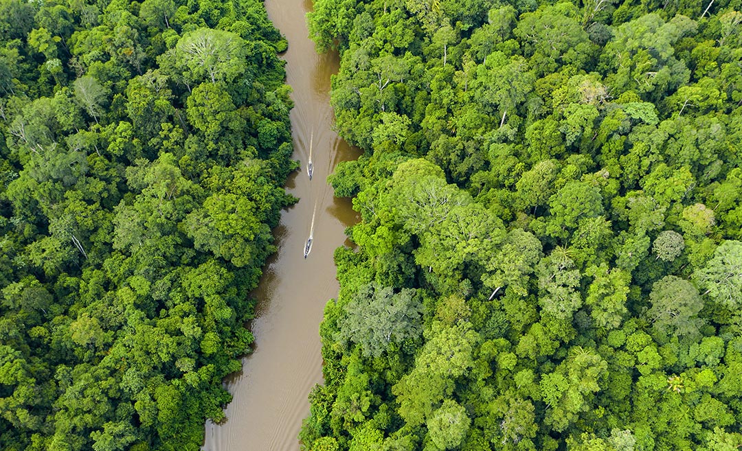 What To Do & See At Taman Negara, Malaysia’s Mystical Rainforest