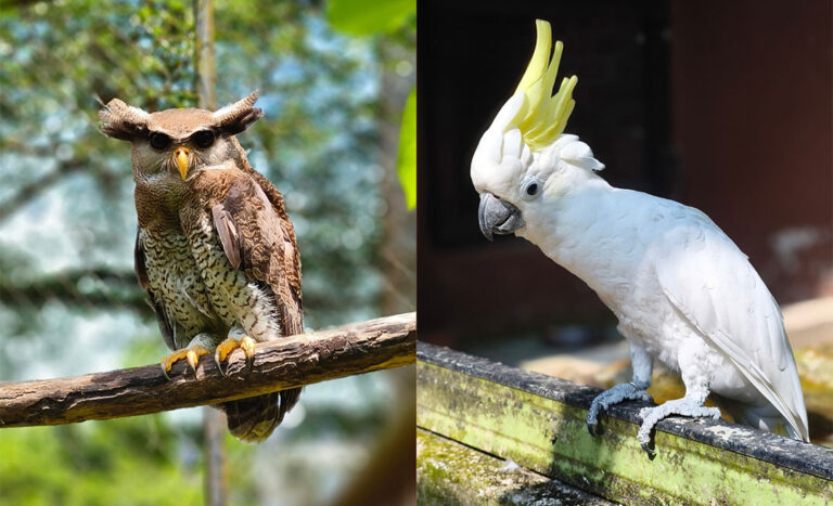 Give Names To 8 Animals Of Penang Bird Park & Earn Bragging Rights