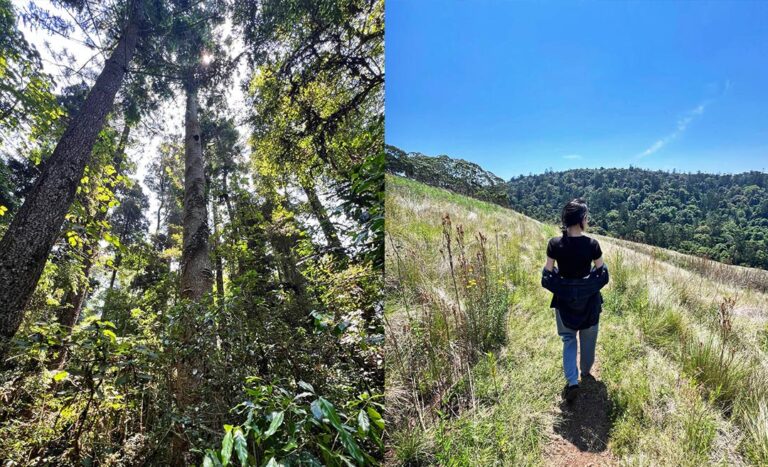 Up On Bunya Mountains: A Calm, Cool, Relaxing Escape 1,100 Metres High