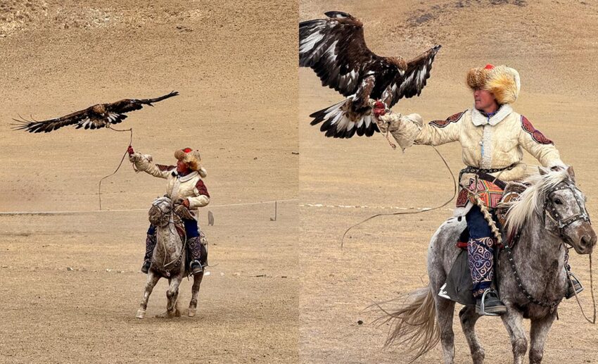 An eagle hunter mid-competition, focused and calling out to his eagle during the festival in Bayan-Olgii.