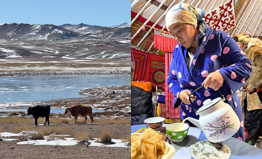 Two cows grazing on the open Mongolian steppe (left) and a woman pouring traditional salty milk tea inside a warm nomad ger (right).