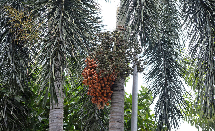 A shot of a cluster of orange fruit hanging from a palm tree in a tropical environment.