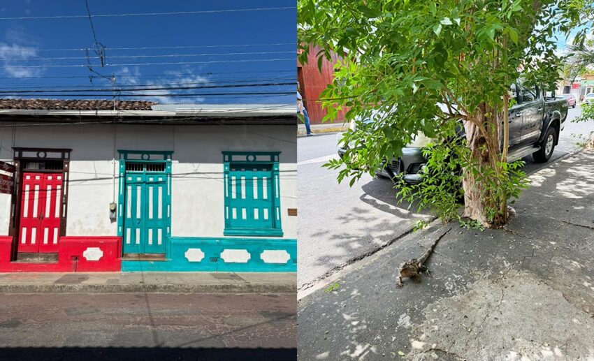 Quiet moments of Costa Rican daily life: a sun-drenched, empty residential street in Liberia (left) and a large, unbothered green iguana resting on a stone ledge (right).