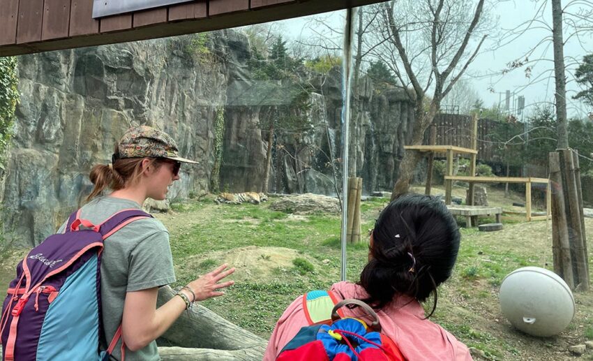 Two women standing at a viewing railing looking at a tiger resting in a large, naturalistic enclosure at Seoul Grand Park Zoo.
