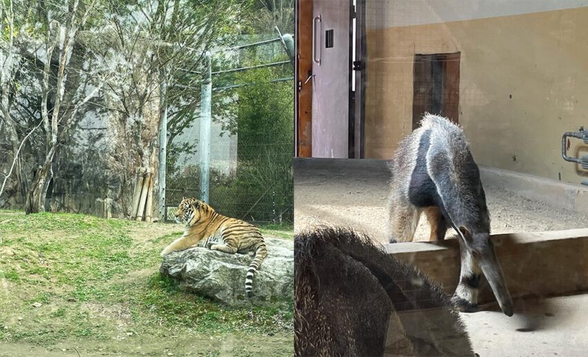 A tiger laying on a rock in its enclosure and anteaters in their dedicated habitat at Seoul Grand Park.