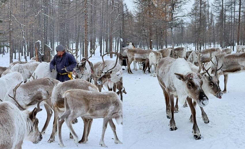 A large herd of Tsaatan (Dukha) reindeer moving through the snow in the Northern Mongolian taiga.