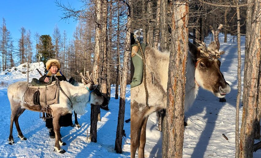 A Tsaatan (Dukha) reindeer herder in traditional Mongolian winter clothing standing with his saddled reindeer; (Right) A close-up of the same saddled reindeer.