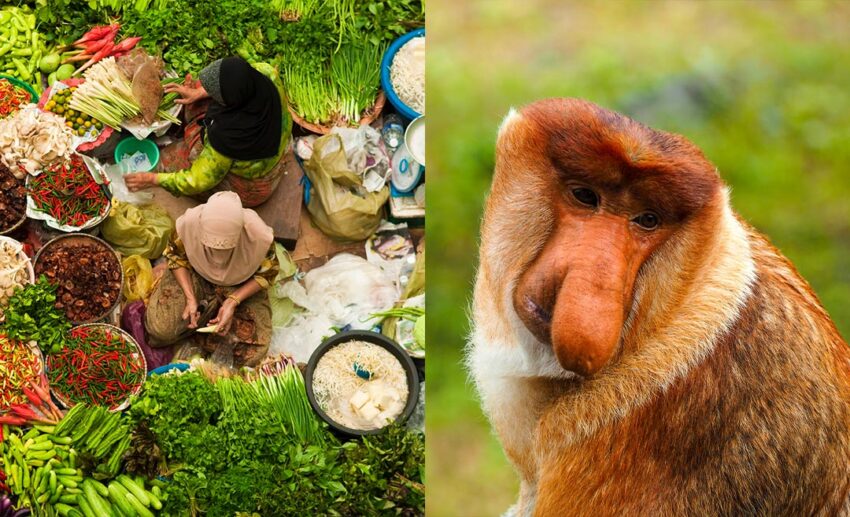 Malaysian secondary cities: (Left) Two women sitting among green vegetables in a Kota Bharu market; (Right) A close-up of a Proboscis Monkey in Sandakan, Sabah.