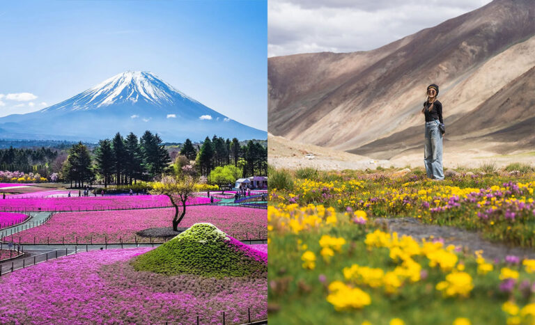 Spring in Asia: (Left) A vast field of 500,000 pink moss phlox (shibazakura) flowers at the base of Mt. Fuji in Japan; (Right) A woman standing by a wildflower bed and mountain stream in Leh, Ladakh, India.