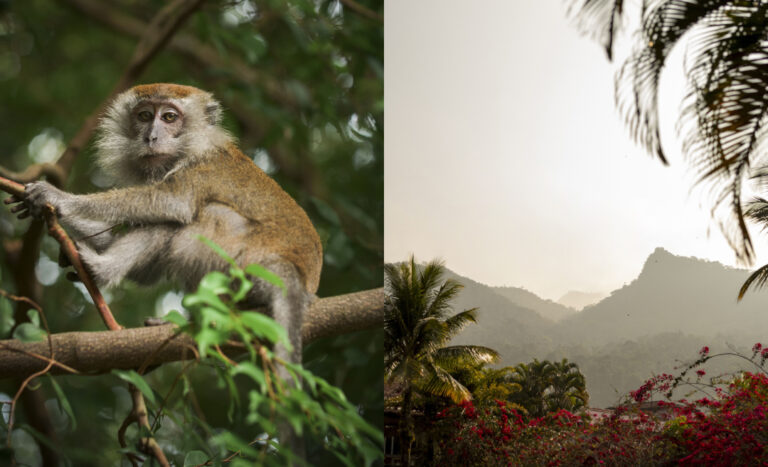 Bookings Open 24 March For Club Med Borneo In Kota Kinabalu, Sabah
