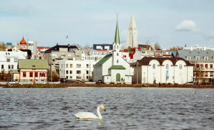 A daytime photo in Reykjavík, Iceland, showing a white swan floating on a calm lake (Tjörnin), with traditional Icelandic colourful buildings in the background town.