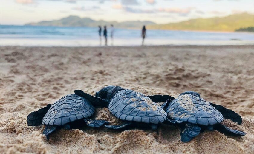 Black and brown baby turtle hatchlings on the sandy beach shore during the day at a turtle conservation site in Malaysia.