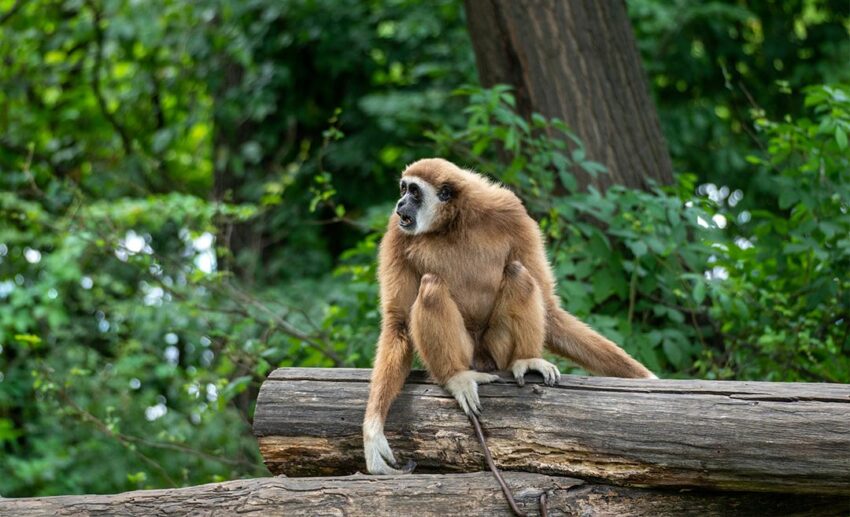 A gibbon sitting on a brown wooden log during the day at a wildlife conservation and rehabilitation centre in the Malaysian rainforest.