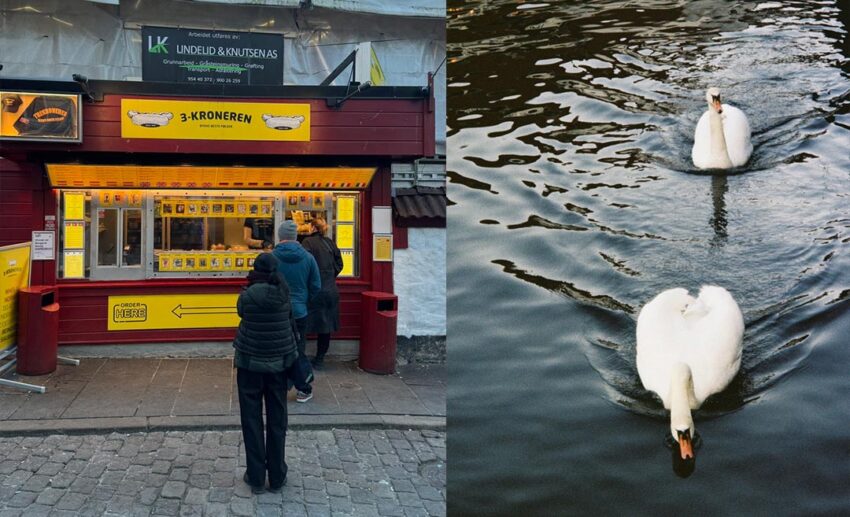 (Left) The red exterior of the famous 3-Kroneren reindeer hotdog stand; (Right) Elegant white swans floating on the water in front of the Bryggen wharf.