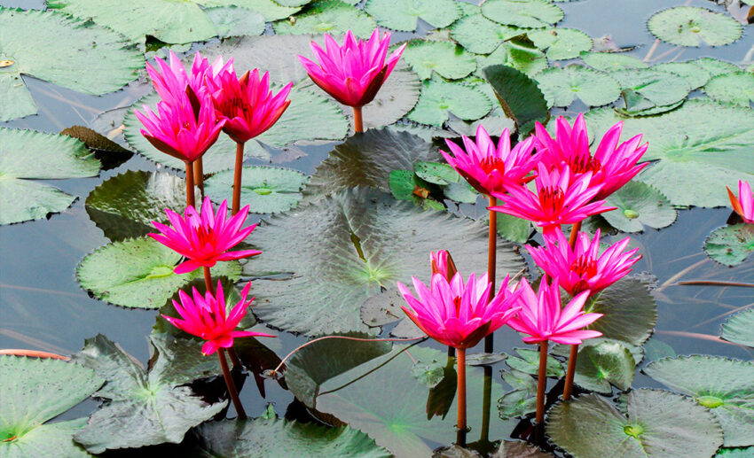 A close-up photograph of pink water lilies blooming on the surface of a pond in Taiping Lake Gardens.