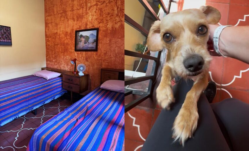 (Left) A simple, cosy bedroom in a Guatemalan homestay; (Right) A small, brown puppy named Simba sitting on a tiled floor.