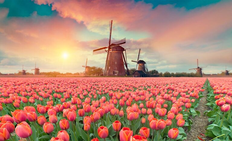A dramatic spring sunset over a vibrant tulip farm in the Netherlands, Europe, with rows of colourful flowers stretching to the horizon.