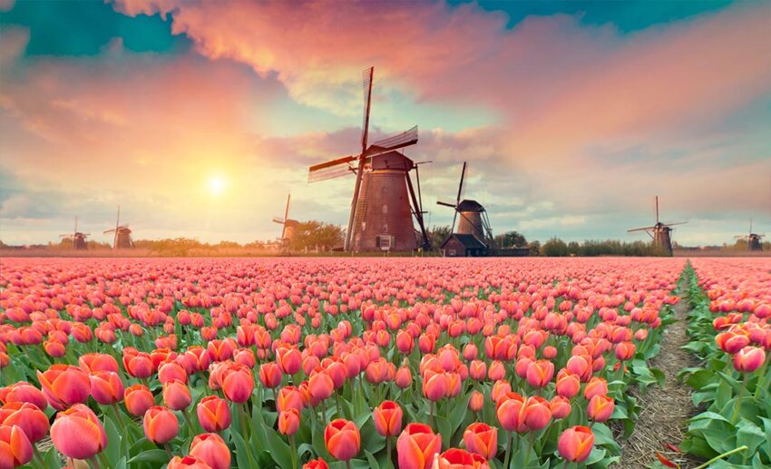 A dramatic spring sunset over a vibrant tulip farm in the Netherlands, Europe, with rows of colourful flowers stretching to the horizon.