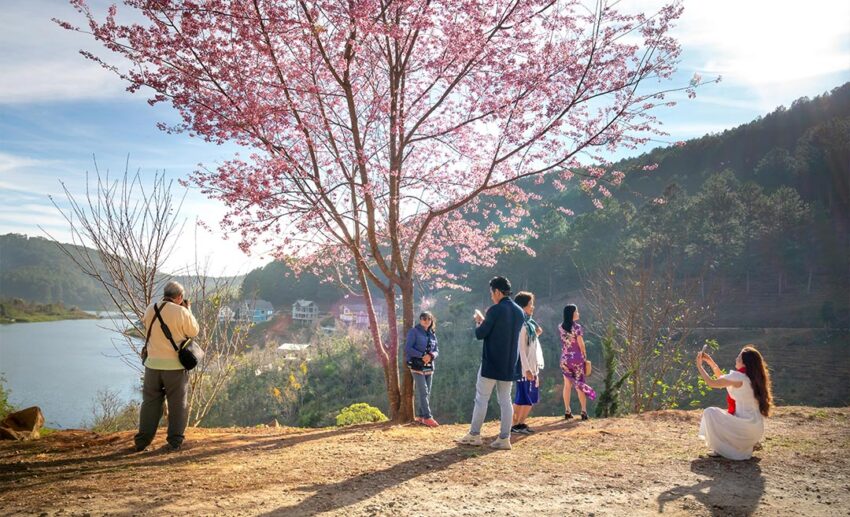 A group of people enjoying cherry blossoms at a scenic lakeside in Da Lat, Vietnam, with vibrant pink blooms reflected in the water.